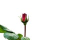 Beautiful single red rose flower on stem with leaves isolated on white background Royalty Free Stock Photo