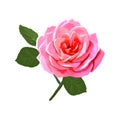 Beautiful single red rose isolated on white background.