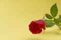 Beautiful single red rose on light yellow background. The concept of st valentine`s day, Mothers Day, March 8 Royalty Free Stock Photo