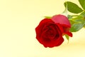 Beautiful single red rose on light yellow background. The concept of st valentine`s day, Mother`s Day, March 8 Royalty Free Stock Photo