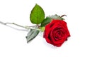 Beautiful single red rose