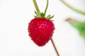 Beautiful single ripe red strawberry hanged against white background Royalty Free Stock Photo