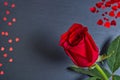 Beautiful single rose on dark grey background with hearts. The concept of st valentine`s day, Mother`s Day, March 8 Royalty Free Stock Photo