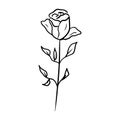 Beautiful single rose flower with leaves in black isolated on white background. Hand drawn vector sketch illustration in doodle Royalty Free Stock Photo