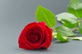 Beautiful single rose on grey background. The concept of st valentine\`s day, Mother\`s Day, March 8 Royalty Free Stock Photo