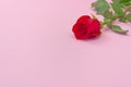 Beautiful single rose on pink background. The concept of st valentine\`s day, Mother\`s Day, March 8 Royalty Free Stock Photo