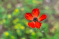 Beautiful single small red poppy flower on blurred green background. Royalty Free Stock Photo