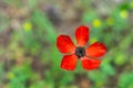 Beautiful single small red poppy flower on blurred green background. Royalty Free Stock Photo