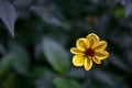 Beautiful single star-shaped eight petal young autumnal yellow flower