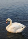 Beautiful single swan in morning of Kinsington park