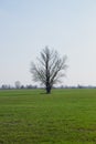 Beautiful single tree in a green field against a blue sky. Spring landscape Royalty Free Stock Photo