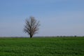 Beautiful single tree in a green field against a blue sky. Spring landscape Royalty Free Stock Photo