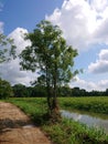 Beautiful single tree near the lake in the morning Royalty Free Stock Photo