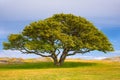 beautiful single tree of the ruin of the ancient castle Hammershus in the north of Bornholm, Denmark