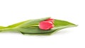 Beautiful single tulip Royalty Free Stock Photo