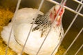 The Beautiful single white female bantam chicken in a steel cage. Royalty Free Stock Photo