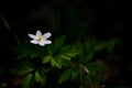 Beautiful Single White Flower