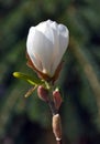 Single white magnolia