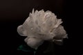 Beautiful single white Peony against a black background. Floral spring seasonal wallpaper. Close up softfocused peony. Royalty Free Stock Photo