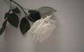 Beautiful single White rose close up on white background  concept for valentine`s card or anyversary Royalty Free Stock Photo