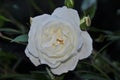 Beautiful single white rose