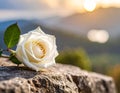 Elegant White Rose on Stone with Golden Hour Glow Royalty Free Stock Photo