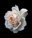 A beautiful single white rose with a pale pink center with raindrops isolated on a black background Royalty Free Stock Photo