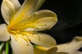 Beautiful Yellow Lilly illuminated by the sun Royalty Free Stock Photo