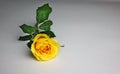 Beautiful Single Yellow Rose