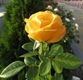 Beautiful single yellow rose flower in garden greenhouse Royalty Free Stock Photo