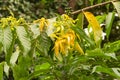 Beautiful single yellow tropical flower Ylang Ylang Royalty Free Stock Photo