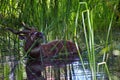 Beautiful Sitatunga in water with fresh green grass