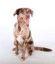 beautiful sitting red merle australian shepherd labrador mixed dog portrait with psycho eyes and open mouth in the white studio