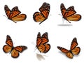 Monarch butterflies set Royalty Free Stock Photo