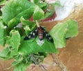 Beautiful six spot burnet produced lots of cocoons in holy basil leaf Royalty Free Stock Photo