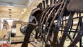 New York, USA January 23, 2024: Beautiful skeleton of a brachiosaurus Royalty Free Stock Photo