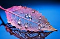 Beautiful Skeleton Leaf Texture with Shiny Water Drops on Vibrant Pink and Blue Background, generative AI Royalty Free Stock Photo