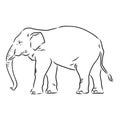 Beautiful sketch of an adult Asian elephant with line Royalty Free Stock Photo