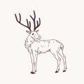 Beautiful sketch drawing of standing male deer, reindeer or stag with antlers. Graceful forest animal hand drawn with