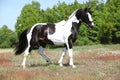 Beautiful skewbald stallion with nice haircut