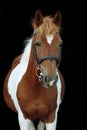 Beautiful skewbald welsh pony portrait