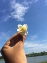 Plumeria with Nyctanthes arbor-tristis and beautiful sky backround . Royalty Free Stock Photo