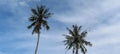 Beautiful skies view with amazing coconut trees
