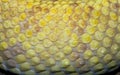 Skin texture of northwest neotropical rattlesnake Royalty Free Stock Photo