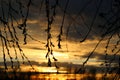 Bright sunset with clouds in gray and gold colors with silhouettes of trees and branshes. Royalty Free Stock Photo