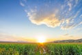 Beautiful sky with clear sky, clouds and corn field Royalty Free Stock Photo
