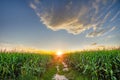 Beautiful sky with clear sky, clouds and corn field