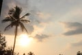 Beautiful sky with cloud before sunset. Summer Sunny Forest Trees And Green Grass. Royalty Free Stock Photo