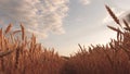 Beautiful sky with clouds in countryside over field of wheat. mature cereal harvest against sky. ears of wheat shakes