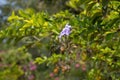 Beautiful Sky Flower (Duranta erecta) blooming in the nature garden.